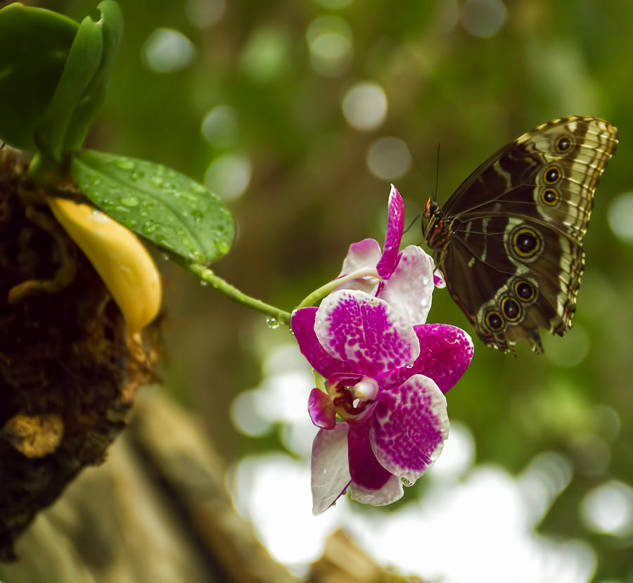 Soaring Orchid Photograph by Linda Tiepelman