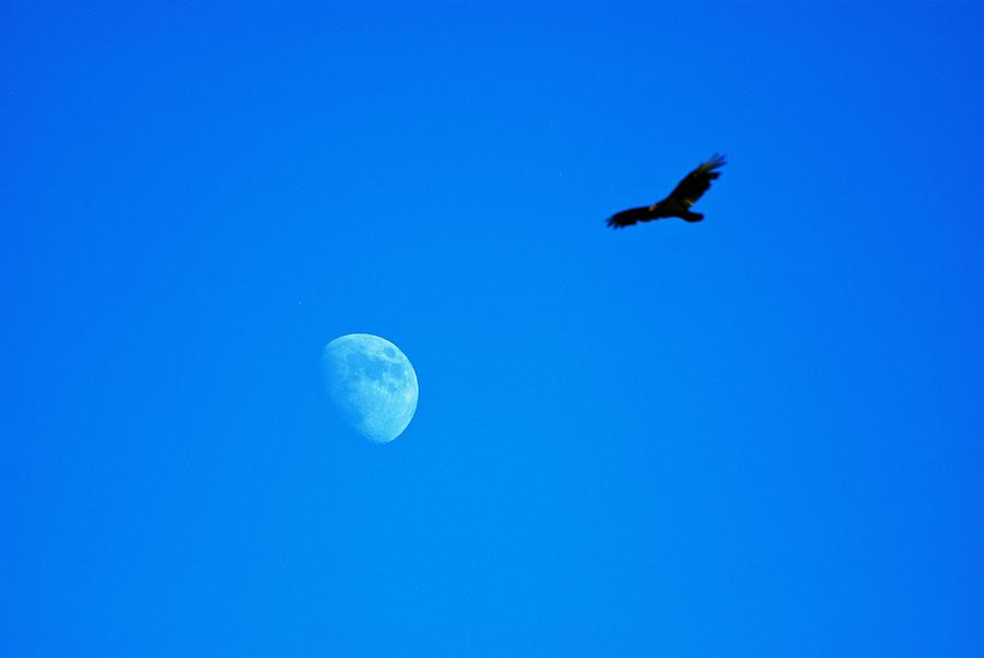 Soaring Over the Moon Photograph by Eric Tressler