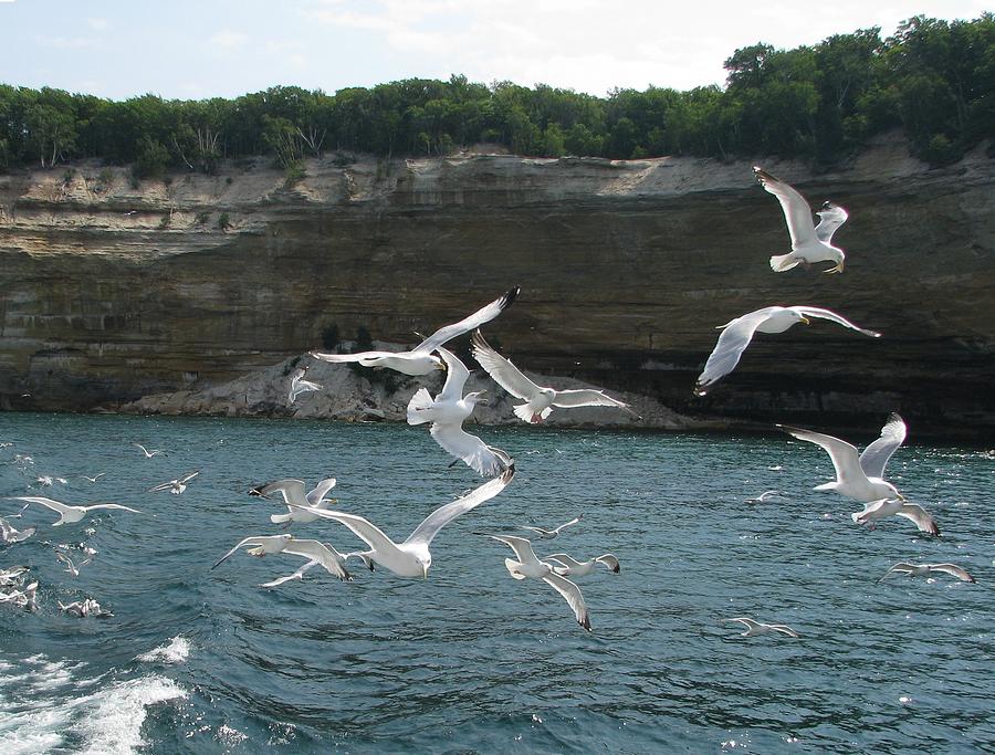 Soaring Pictured Rocks 2 Photograph by Keith Stokes