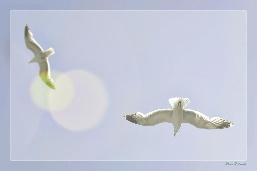 Soaring Seagulls Photograph by Blake Richards