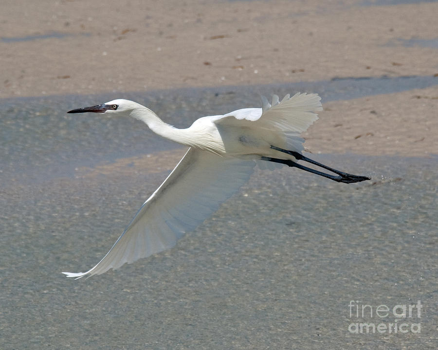 Soaring Snowy Egret Photograph by Stephen Whalen