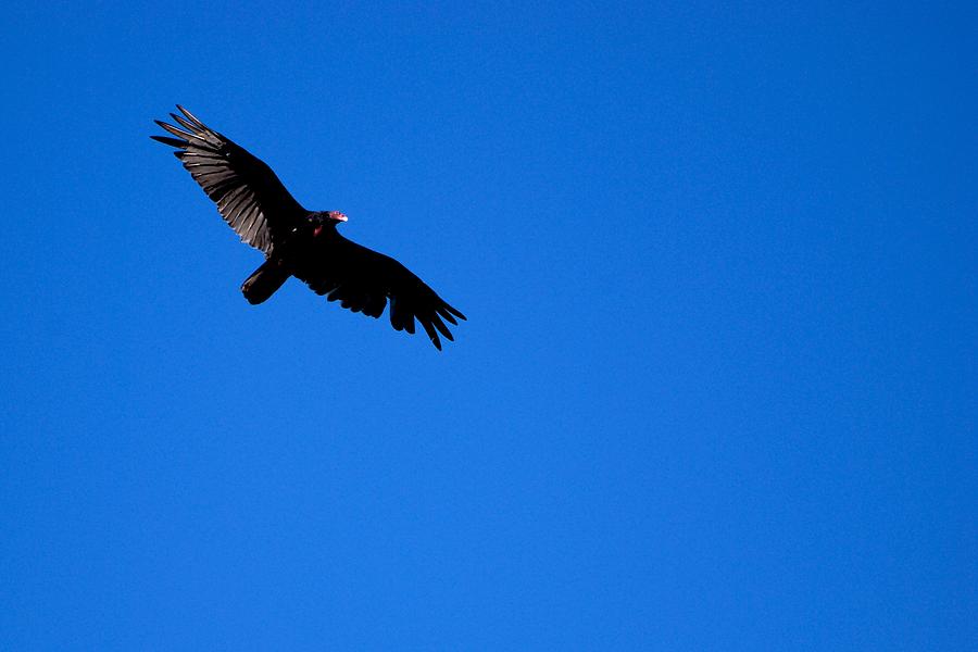 Soaring Vulture Photograph by Eric Tressler