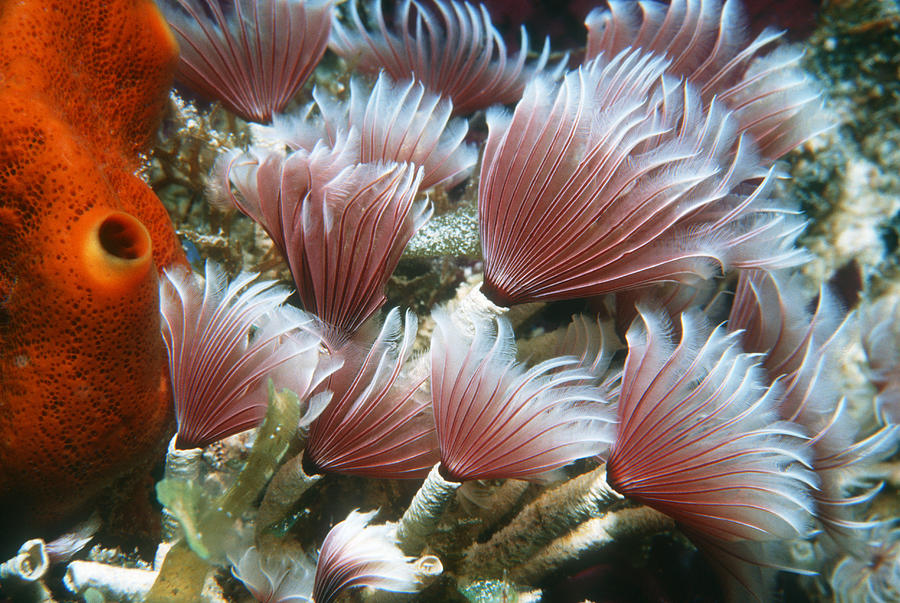 Social Feather Duster Worm Photograph by Georgette Douwma