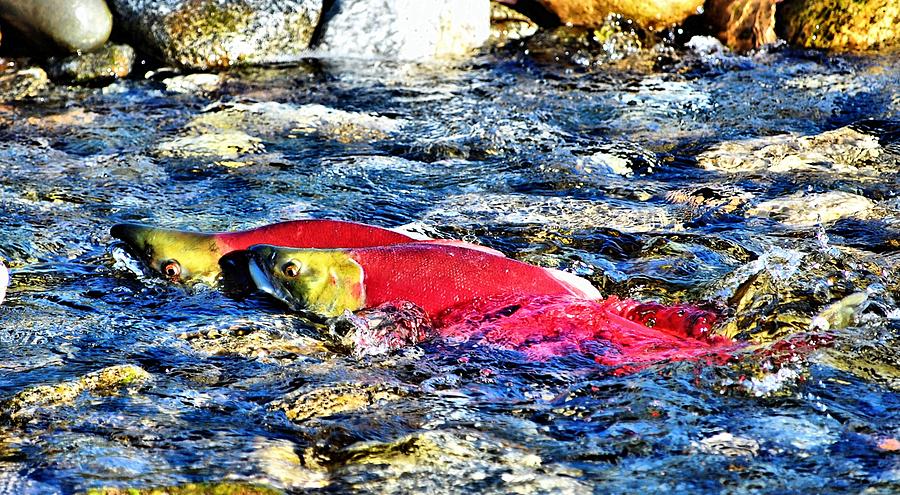 Salmon Photograph - Sockeye Salmon Spawning by Don Mann