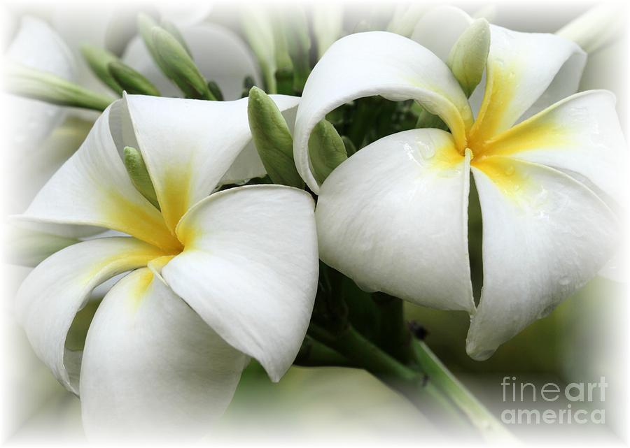 Soft and Delicate Plumeria Photograph by Sabrina L Ryan