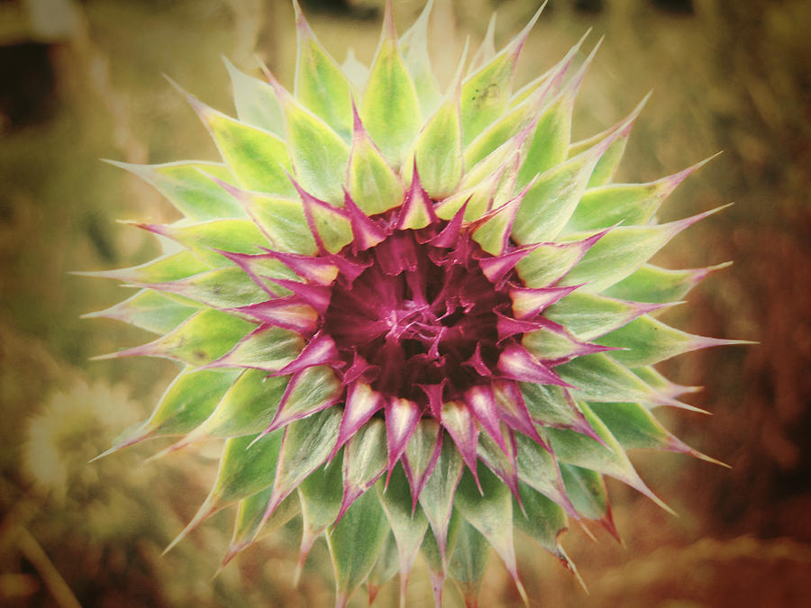 Flowers Still Life Photograph - Soft As a Thistle by Amy Tyler
