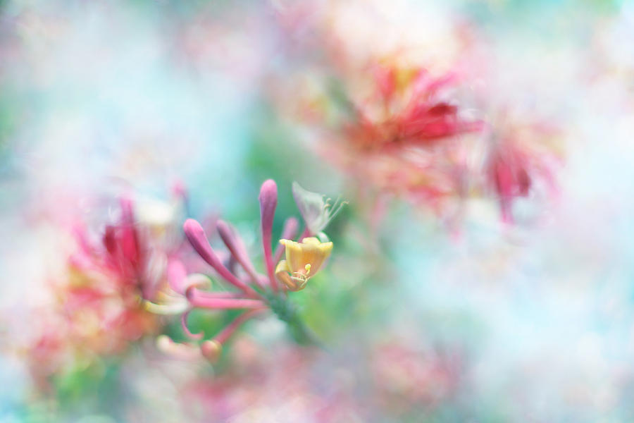 Abstract Photograph - Soft as Honey by Sharon Johnstone
