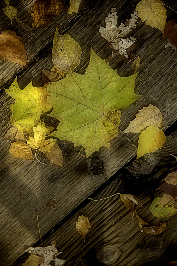 Tree Photograph - Soft Autumn Leaves on Wood by M K Miller