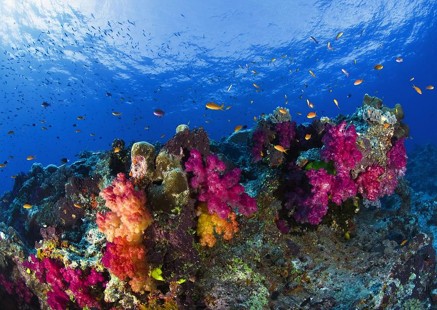 Soft Corals On Shallow Reef, Fiji Photograph by Design Pics / Carson Ganci