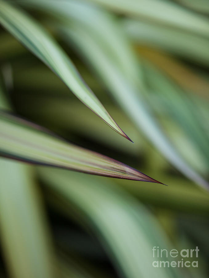 Abstract Photograph - Soft Edges by Mike Reid