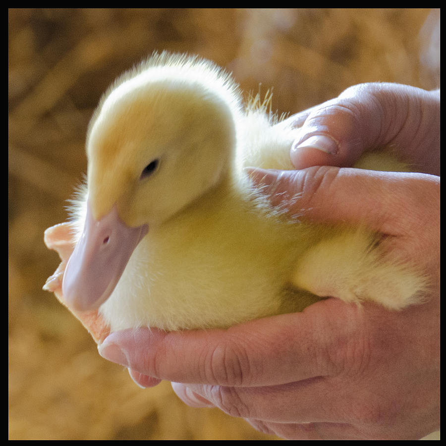 Soft Fluffy Ducky Photograph by LeeAnn McLaneGoetz ...