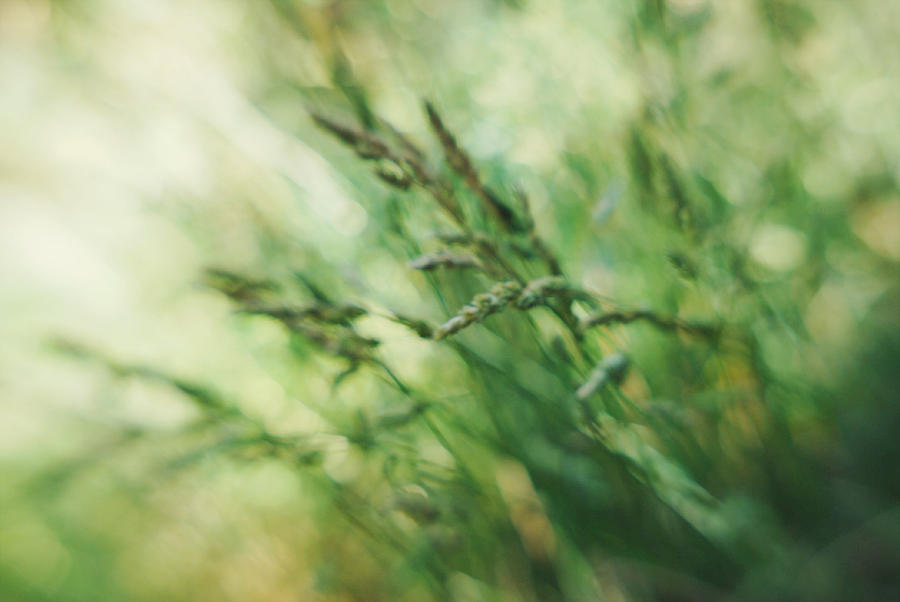 Green Photograph - Soft Focus on Greenery by Sean-Michael Gettys