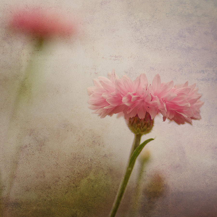 Cornflower Photograph - Soft Fragility by Joel Olives