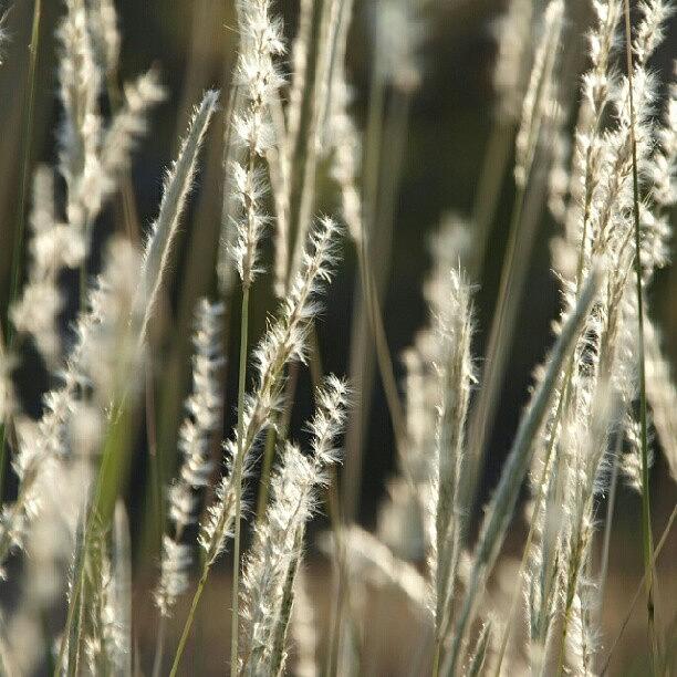 Soft Grasses Photograph by James Granberry