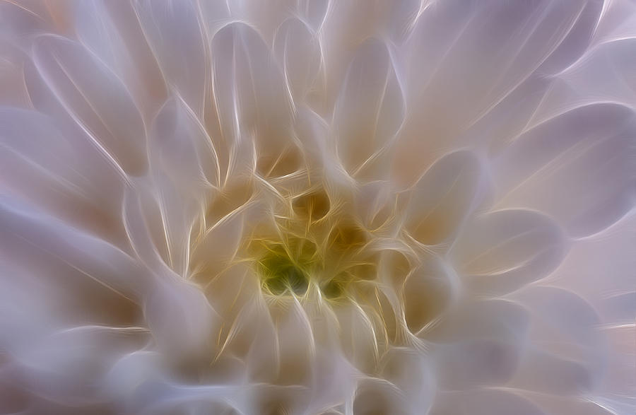 Flowers Still Life Photograph - Soft Light by Ivelina G
