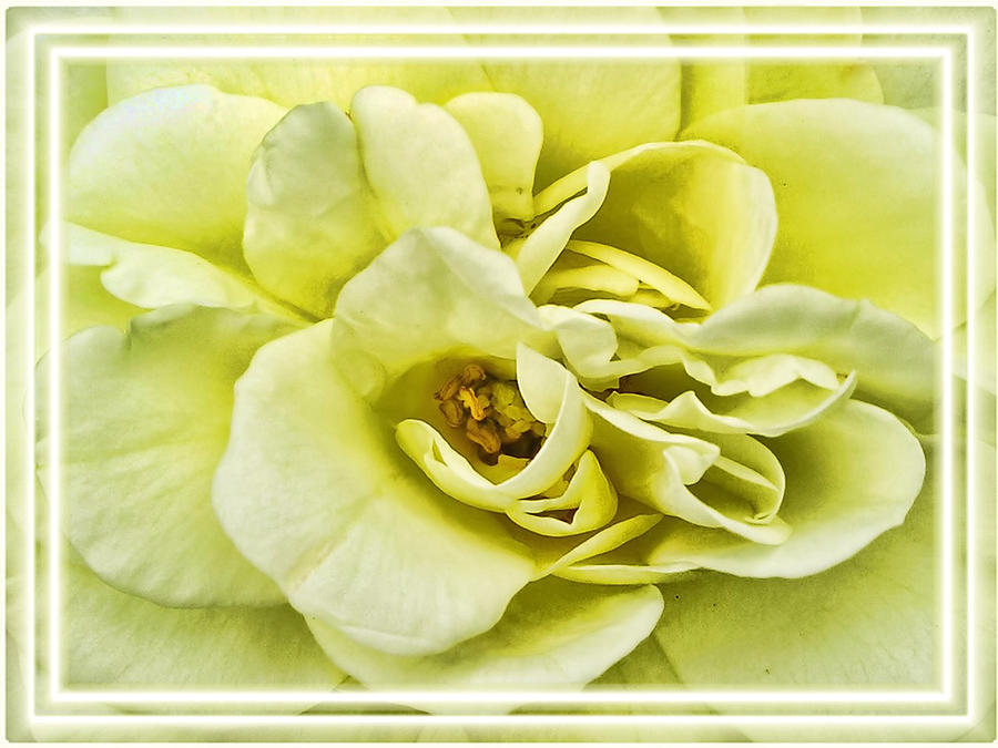 Flower Photograph - Soft Light Yellow Rose - Stamens and Flower Petals Close-up - Macro Photography by Chantal PhotoPix
