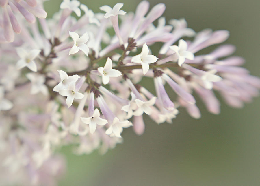 Spring Photograph - Soft Lilac by Tera Girardin