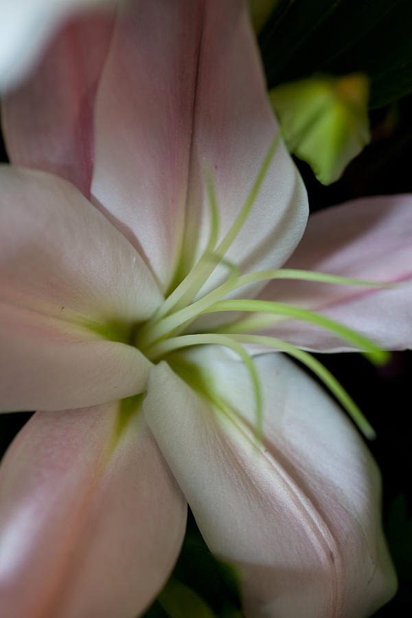 Soft Lily Photograph by Carole Hinding