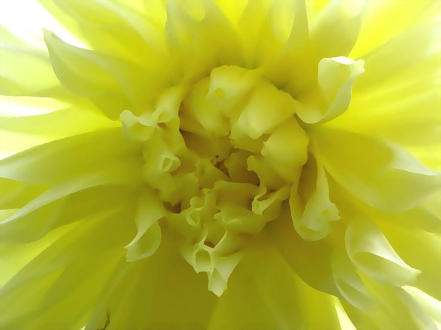 Soft Mellow Yellow Photograph by Kim Galluzzo Wozniak
