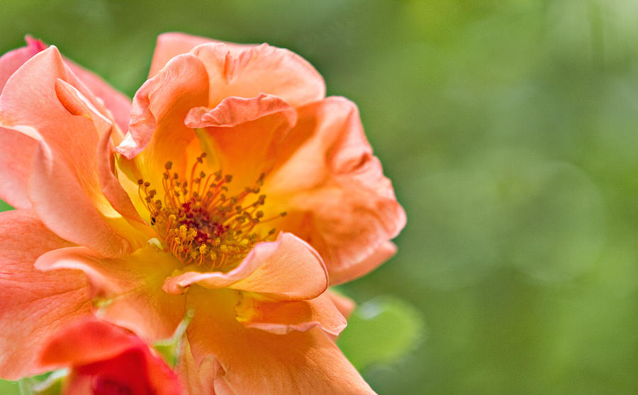 Soft Orange Rose Photograph