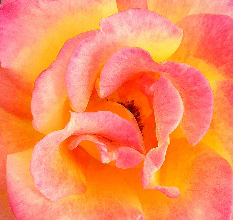 Rose Photograph - Soft petals by Becky Lodes