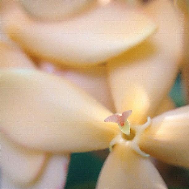 Soft Petals For The #macro_power_hour Photograph by Rebekah Moody