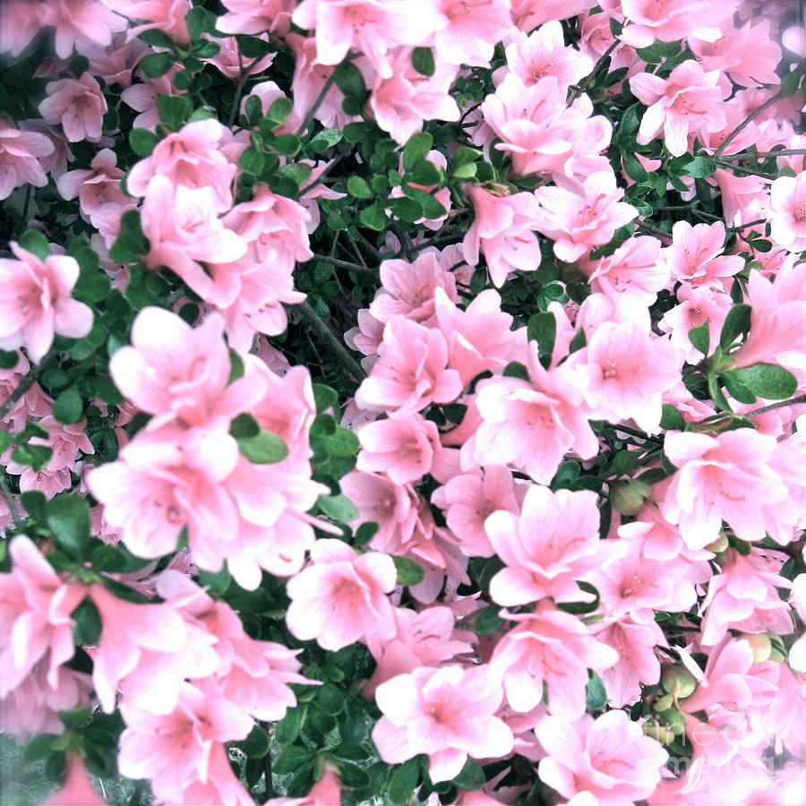 Soft Pink Azalea  Photograph by Nancy Patterson