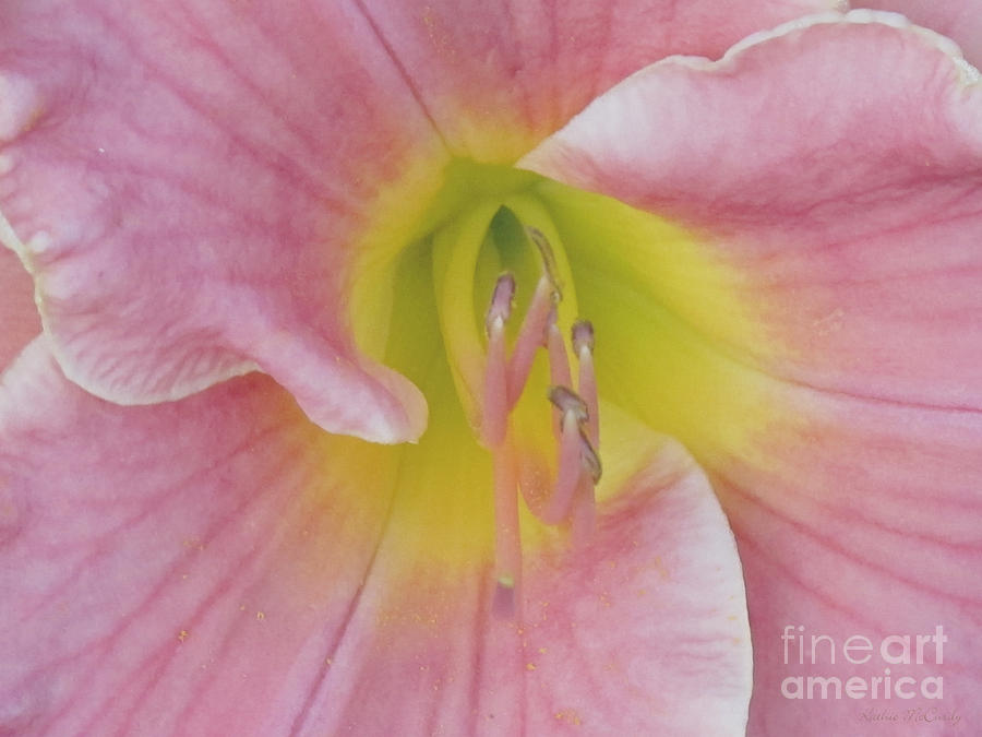 Soft Pink Day Lily Photograph by Kathie McCurdy