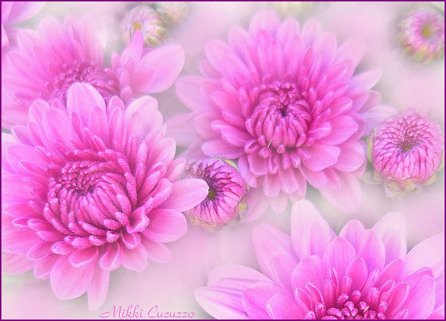 Soft Pink Flowers Photograph by Mikki Cucuzzo