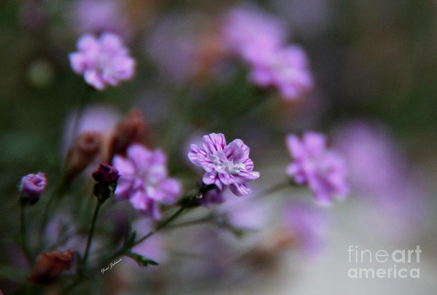 Soft pink flowers Photograph by Yumi Johnson