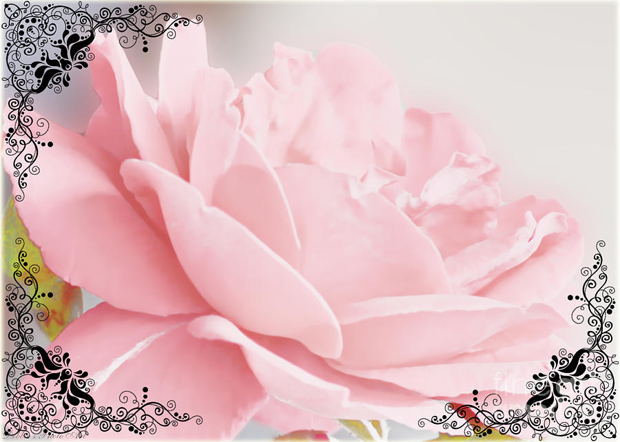 Soft pink rose greeting card blank Photograph by Debbie Portwood