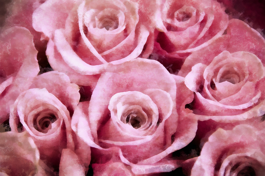 Rose Photograph - Soft Pink Roses by Angelina Tamez