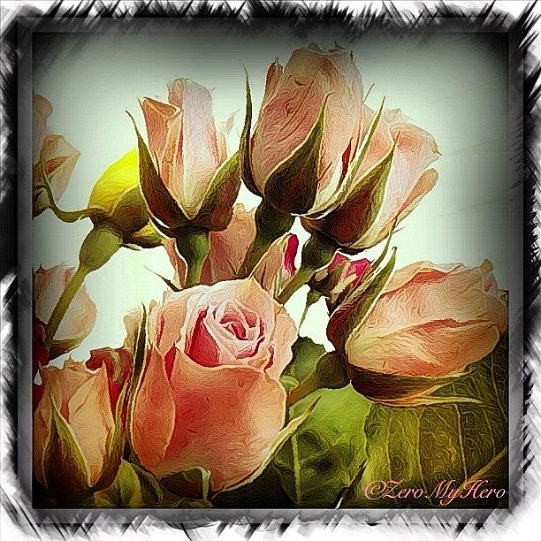 Instagram Photograph - Soft Pink Roses by Chris 👀valencia💋