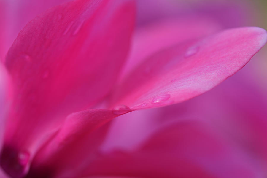 Soft Pink Sensual Flower Photograph by Sheila Kay McIntyre