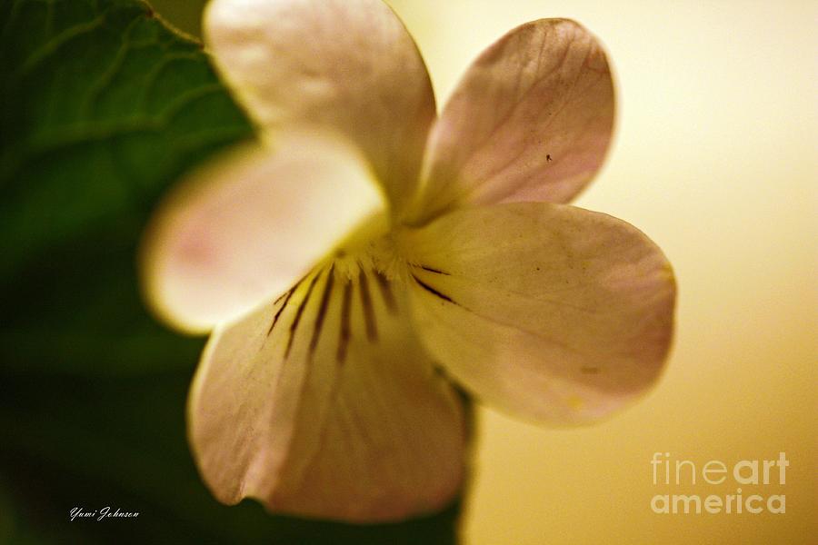 Soft pink Violet Photograph by Yumi Johnson