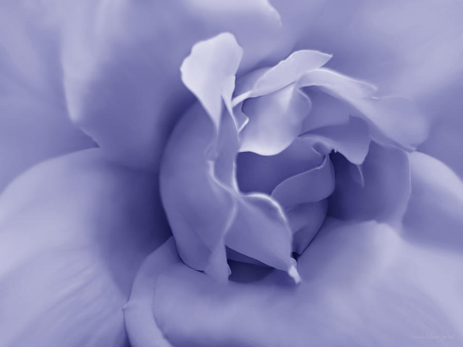 Soft Purple Rose Flower Photograph by Jennie Marie Schell