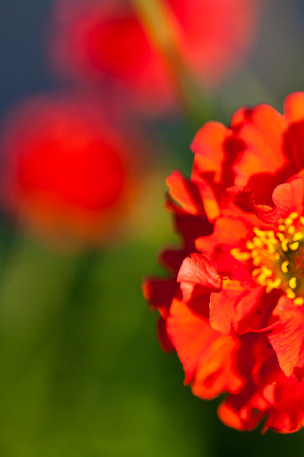 Soft Red Flower Photograph by Joseph Bowman