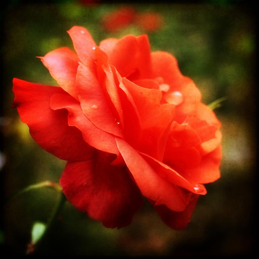 Rose Photograph - Soft Red Rose by Cathie Tyler