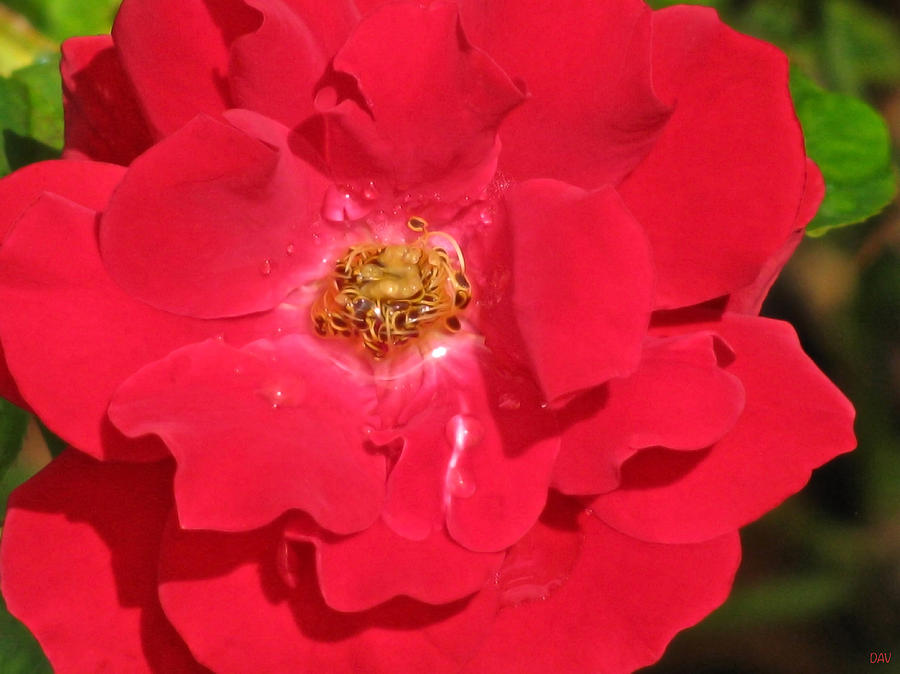 Flowers Petals Photograph - Soft Red Rose by Debra     Vatalaro