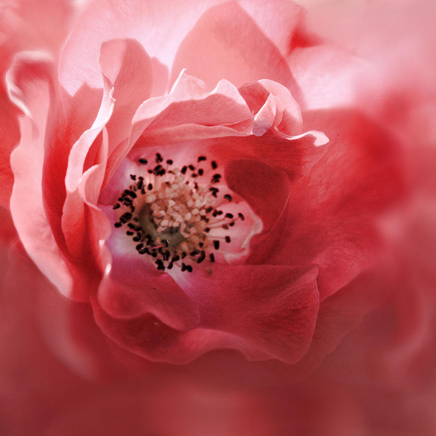 Soft Rose in Square Format Photograph by Sally Bauer