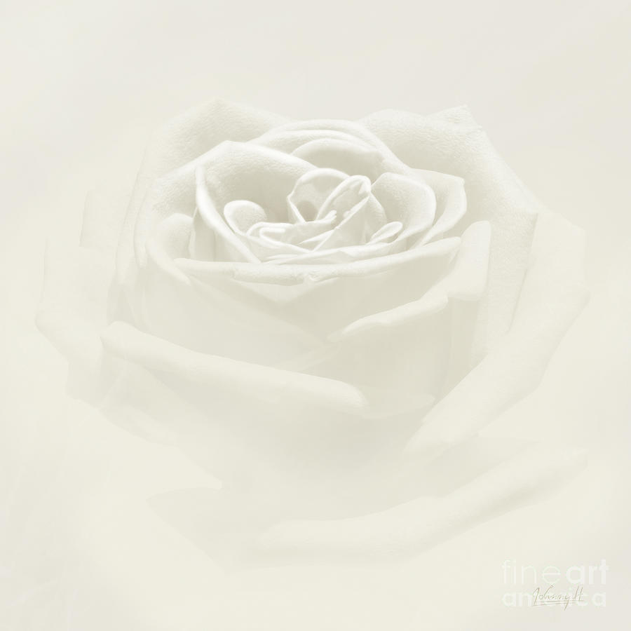 Soft rose Digital Art by Johnny Hildingsson