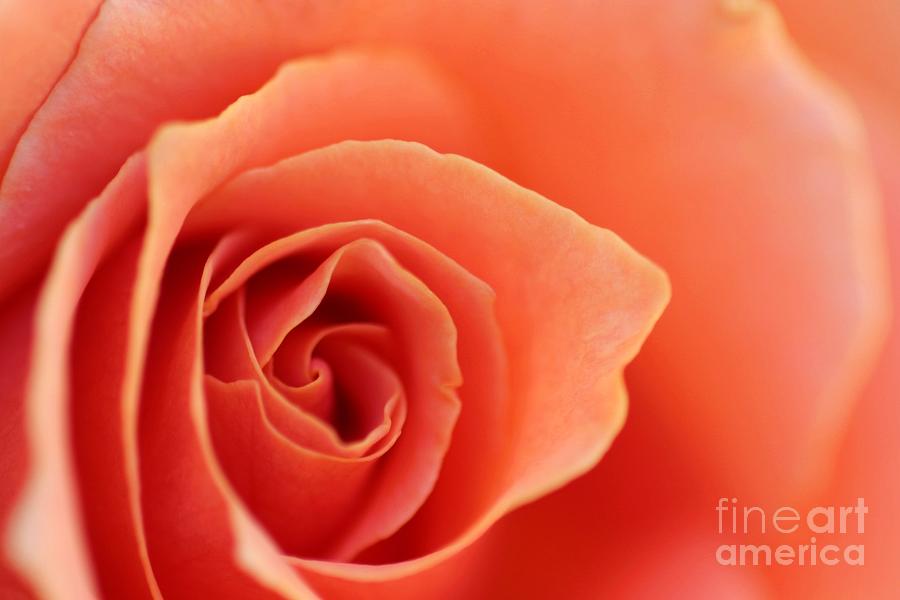 Soft Rose Petals Photograph by Henrik Lehnerer