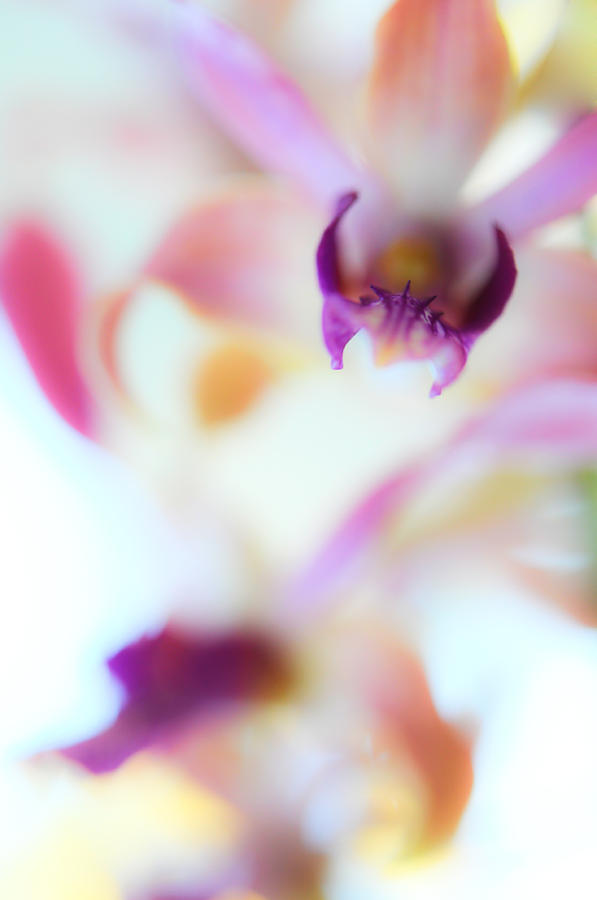 Soft Seduction. Orchids Photograph by Jenny Rainbow