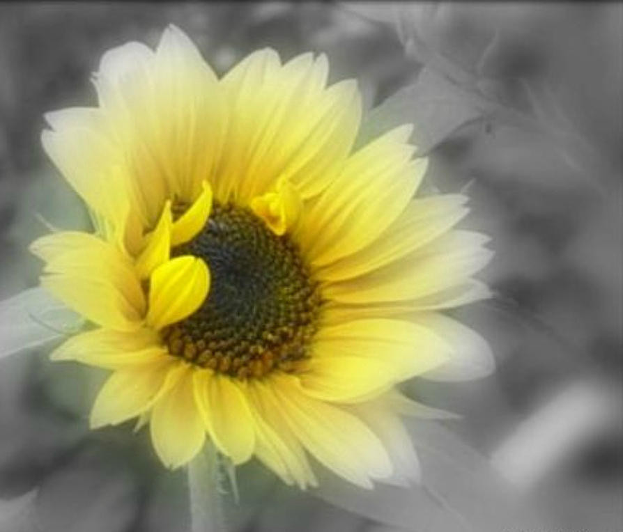 Soft Sunflower Photograph by Dark Whimsy