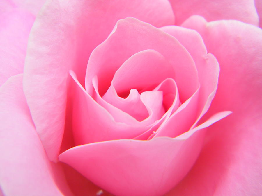     РОЗА РОЗОВАЯ  Soft-surreal-portrait-of-a-pink-rose-mary-sedivy
