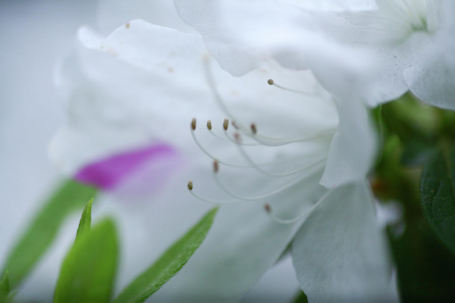 Soft White Flowers Photograph by Gilbert Artiaga