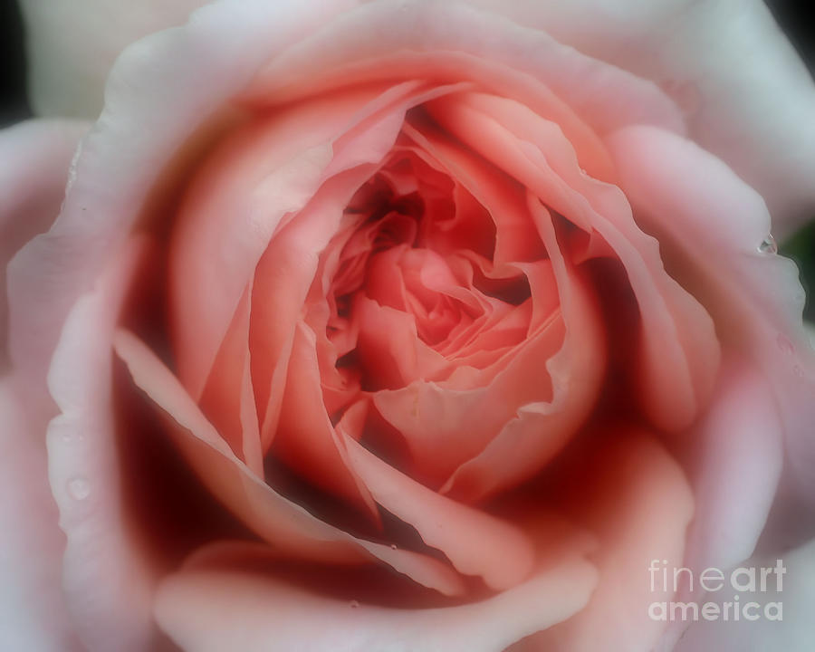 Softened Pink Rose Photograph by Smilin Eyes Treasures