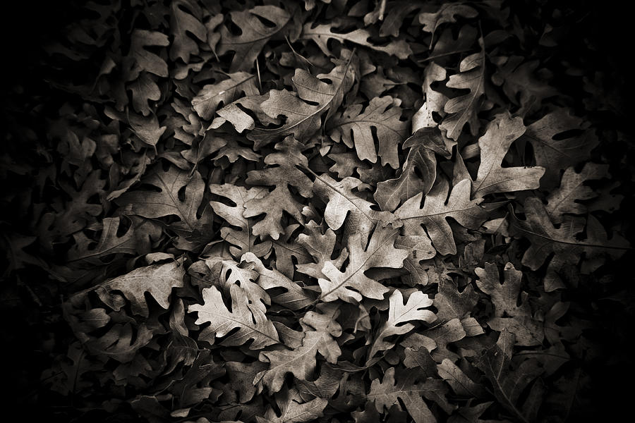 Softly Fallen Leaves Photograph by Marilyn Hunt
