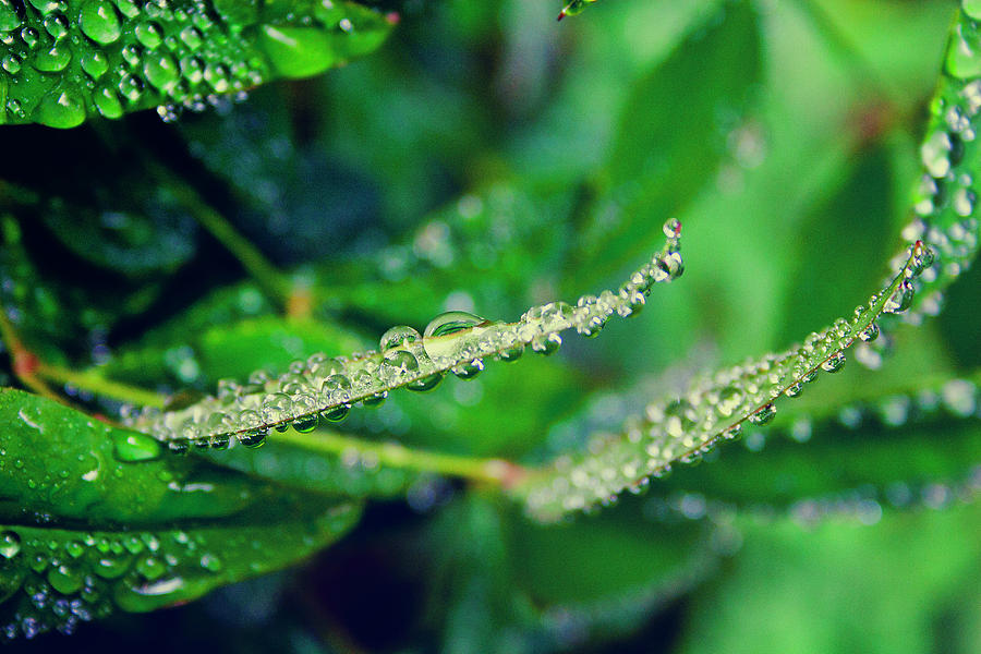Nature Photograph - Water Droplets on Green Leaves by Toni Hopper