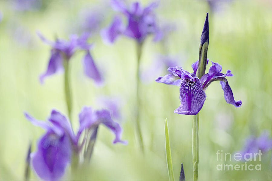Iris Photograph - Softly Iris by Jacky Parker